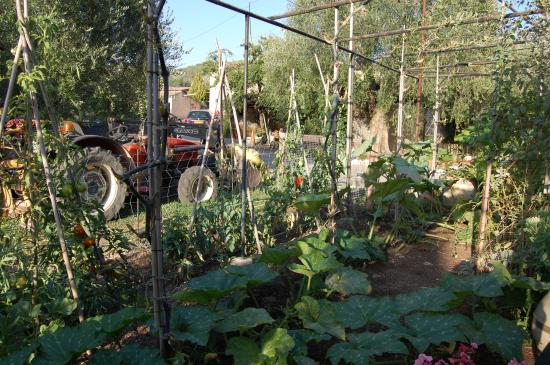 Courgettes de Nice et tomates