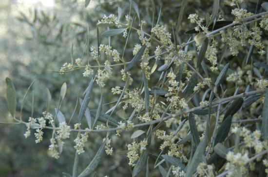 Floraison Juin