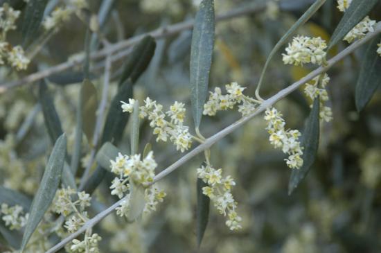 Floraison Juin