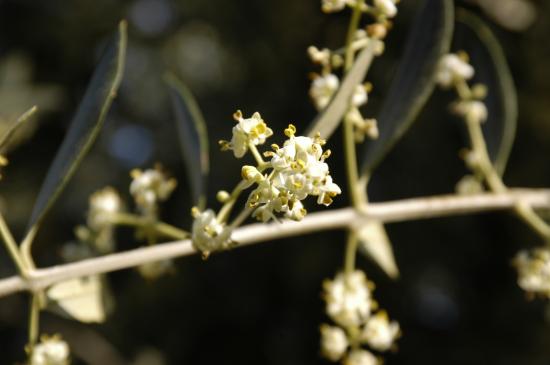 Floraison Juin